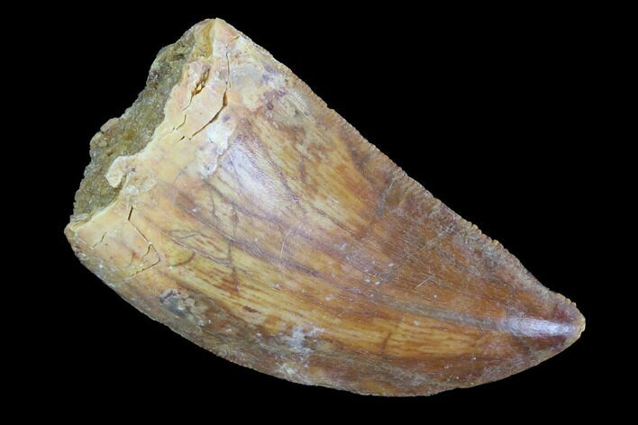 Serrated, Juvenile Carcharodontosaurus Tooth #93196